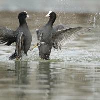 Foulque  macroule (Fulica atra)