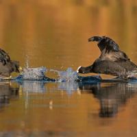 Foulque  macroule (Fulica atra)