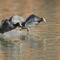 Foulque  macroule (Fulica atra)