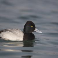 Fuligule  à tête noire ( Aythya affinis)