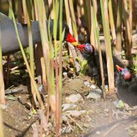 Gallinule poule d'eau (Gallinula chloropus)