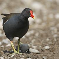 Gallinule poule d'eau (Gallinula chloropus)