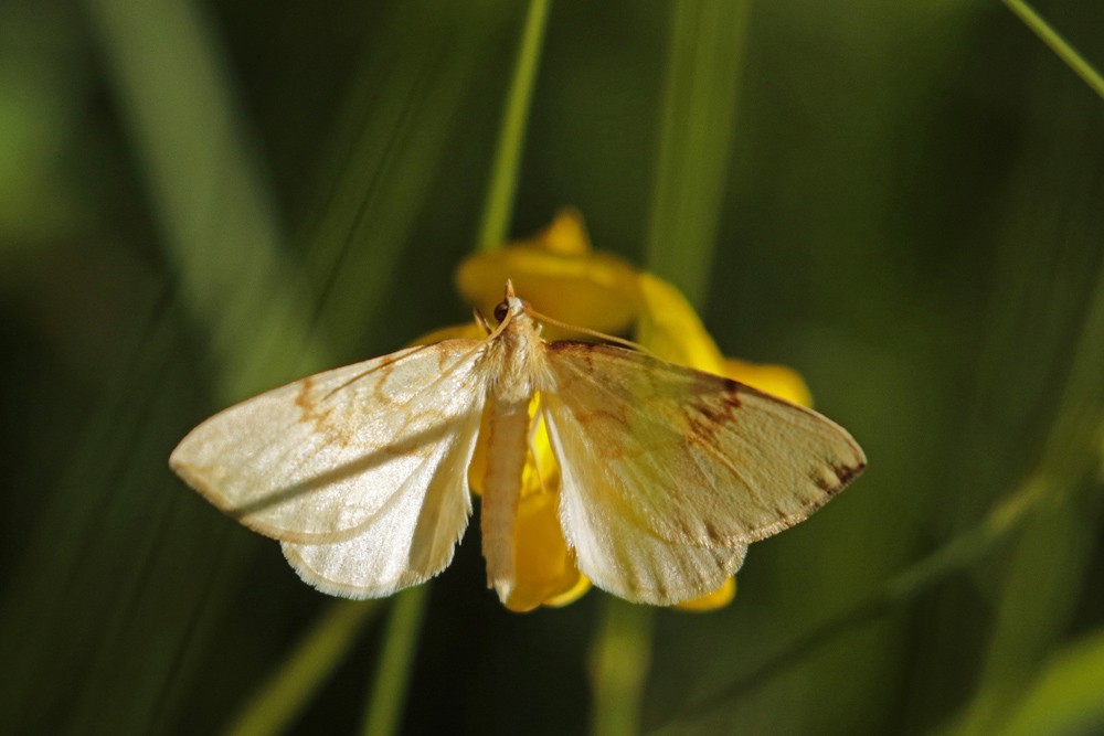 La Cidarie pyrale (Gandaritis pyraliata)