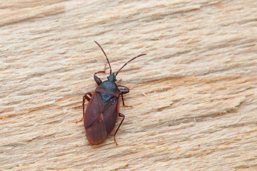 Gastrodes grossipes