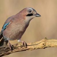 Geai des chênes (Garrulus glandarius)