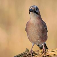 Geai des chênes (Garrulus glandarius)