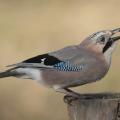 Geai des chênes (Garrulus glandarius)