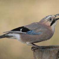 Geai des chênes (Garrulus glandarius)