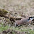 Geais des chênes (Garrulus glandarius)