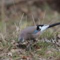 Geais des chênes (Garrulus glandarius)