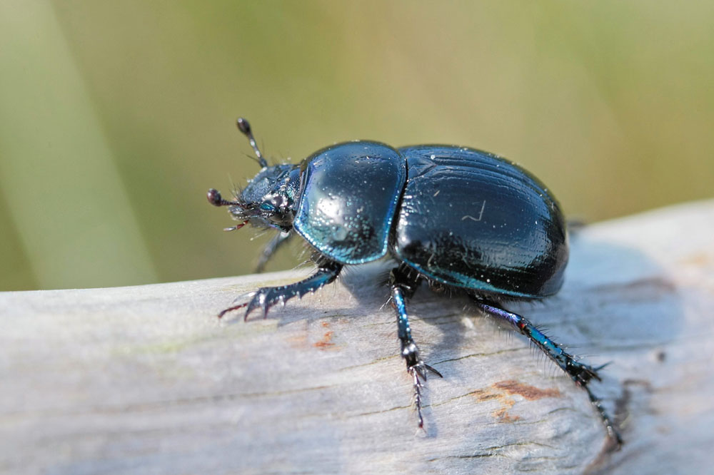 Geotrupes puncticollis