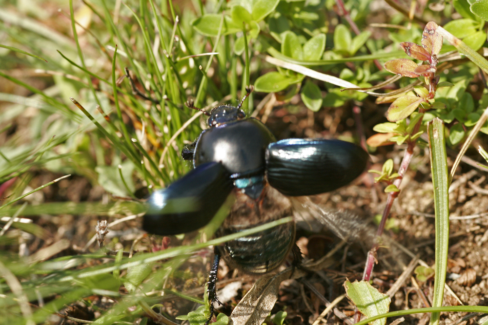 Géotrupe stercoraire (Géotrupes stercorarius)