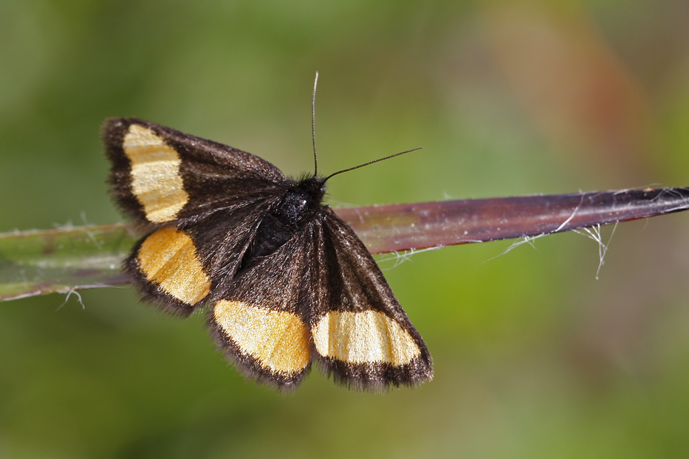 Le Ruban fauve (Psodos quadrifaria)