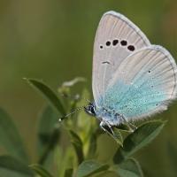 L' Azuré des cytises (Glaucopsyche alexis)