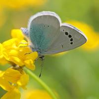 L' Azuré des cytises (Glaucopsyche alexis)