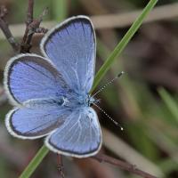 L' Azuré des cytises (Glaucopsyche alexis)