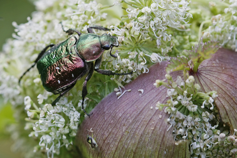 Verdet (Gnorimus nobilis)