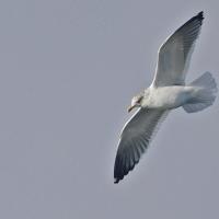 Goéland brun (Larus fuscus)