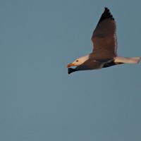 Goéland brun (Larus fuscus)
