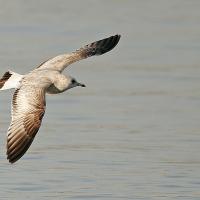 Goéland  cendré (Larus canus) jeune