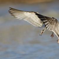 Goéland  cendré (Larus canus) jeune