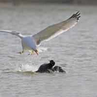 Goéland leucophée  (Larus michaellis) adulte.