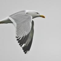 Goéland leucophée  (Larus michaellis) adulte.