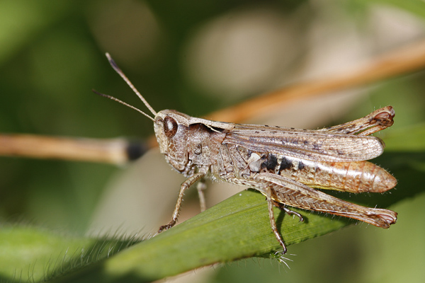 Le Gomphocère roux (Gomphocerripus rufus)