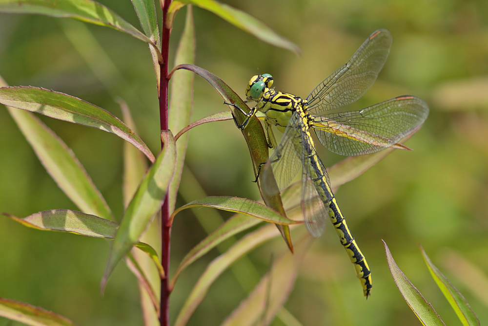 Gomphe à pattes jaunes (Gomphus flavipes)