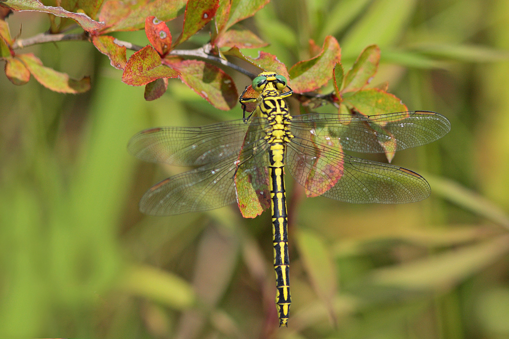 Gomphe à pattes jaunes (Gomphus flavipes)