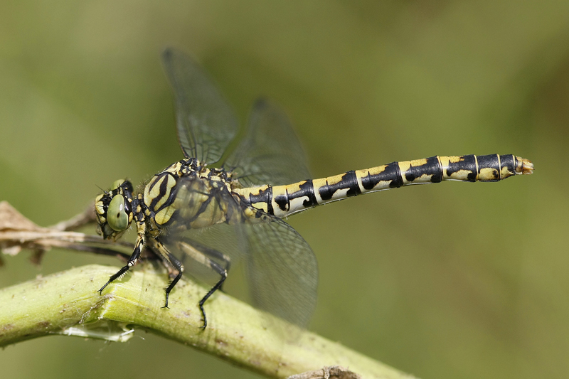 Gomphe à pince (Onychogomphus forcipatus) femelle.