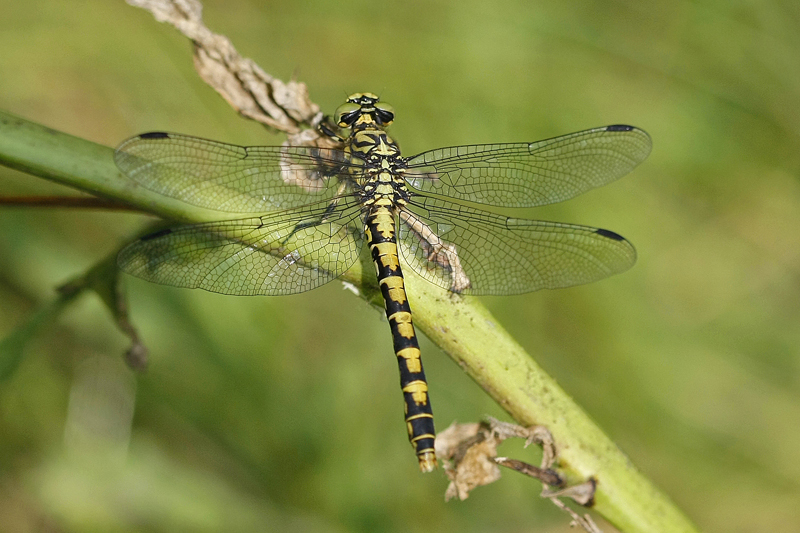 Gomphe à pince (Onychogomphus forcipatus) femelle.