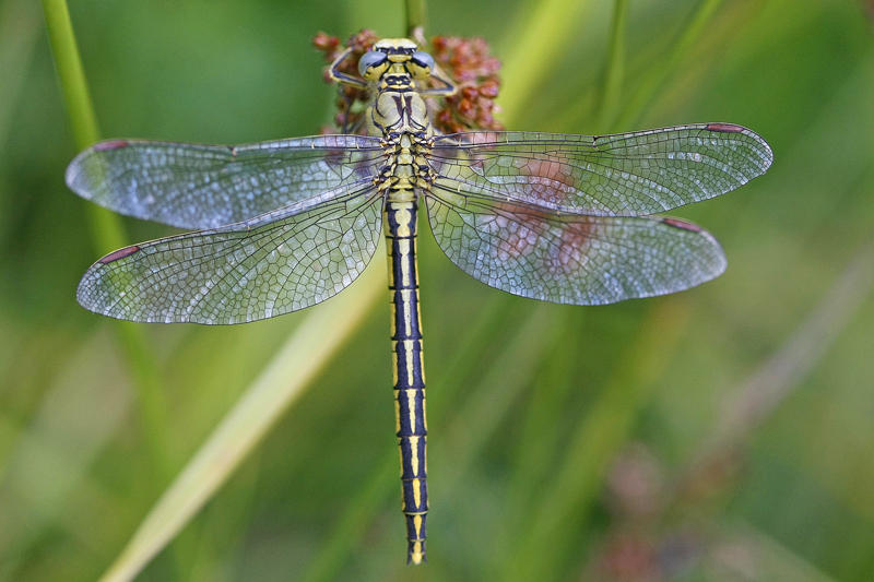 Gomphe gentil ou Gomphe joli (Gomphus pulchellus)