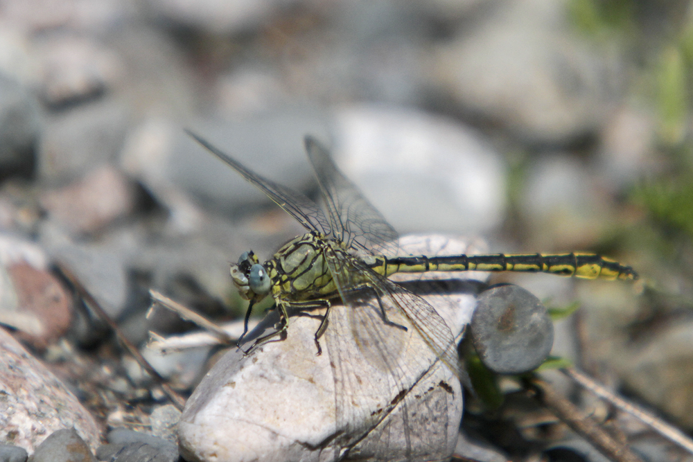 Gomphe gentil ou Gomphe joli (Gomphus pulchellus)