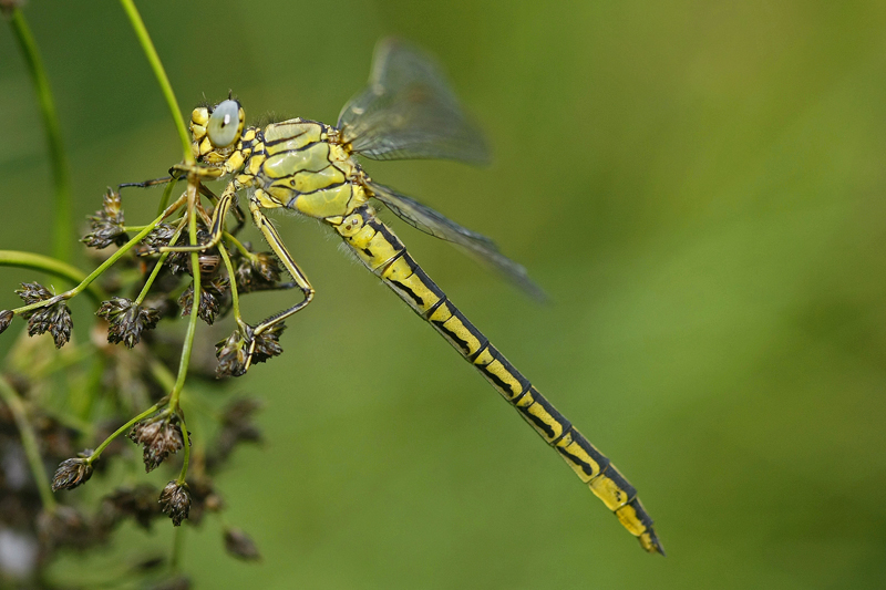 Gomphe gentil ou Gomphe joli (Gomphus pulchellus)