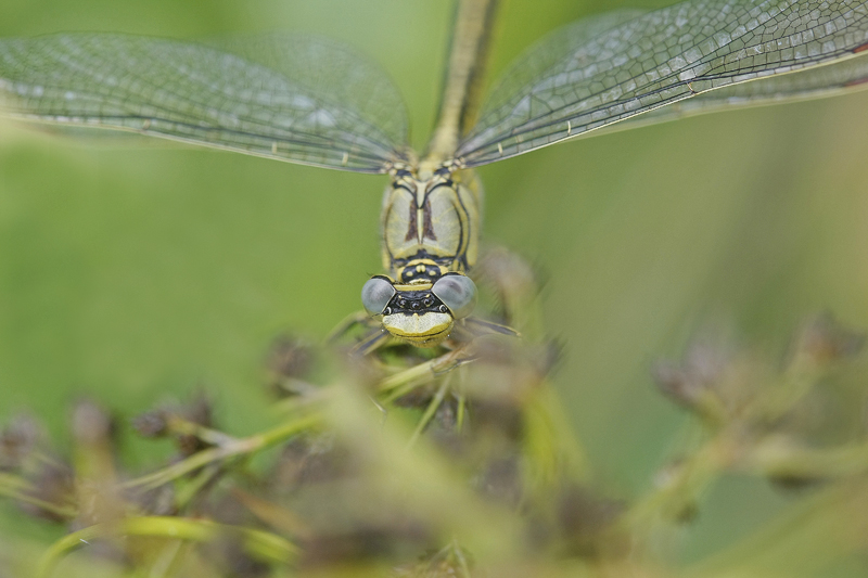 Gomphe gentil ou Gomphe joli (Gomphus pulchellus)