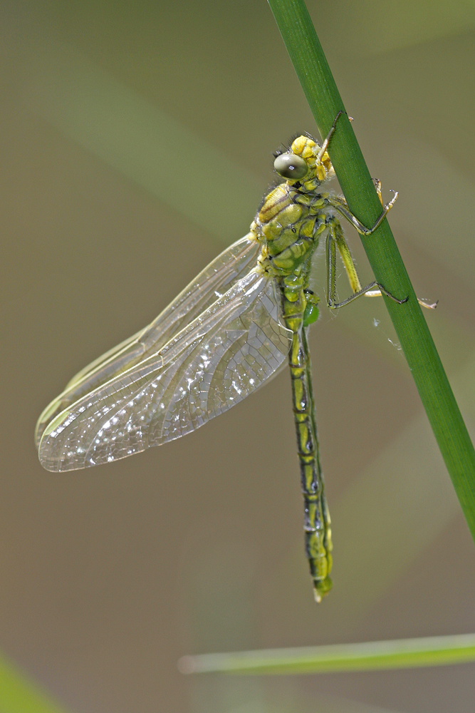 Gomphe gentil ou Gomphe joli (Gomphus pulchellus)