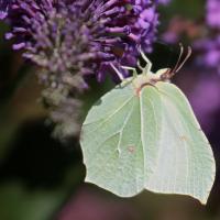 Le Citron (Gonepteryx rhamni) femelle