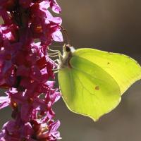 Le Citron (Gonepteryx rhamni)