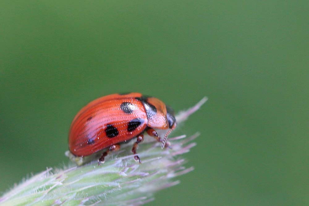 Chrysomèle  Totoro ou  Phytodecte à dix points (Gonioctena decemnotata)