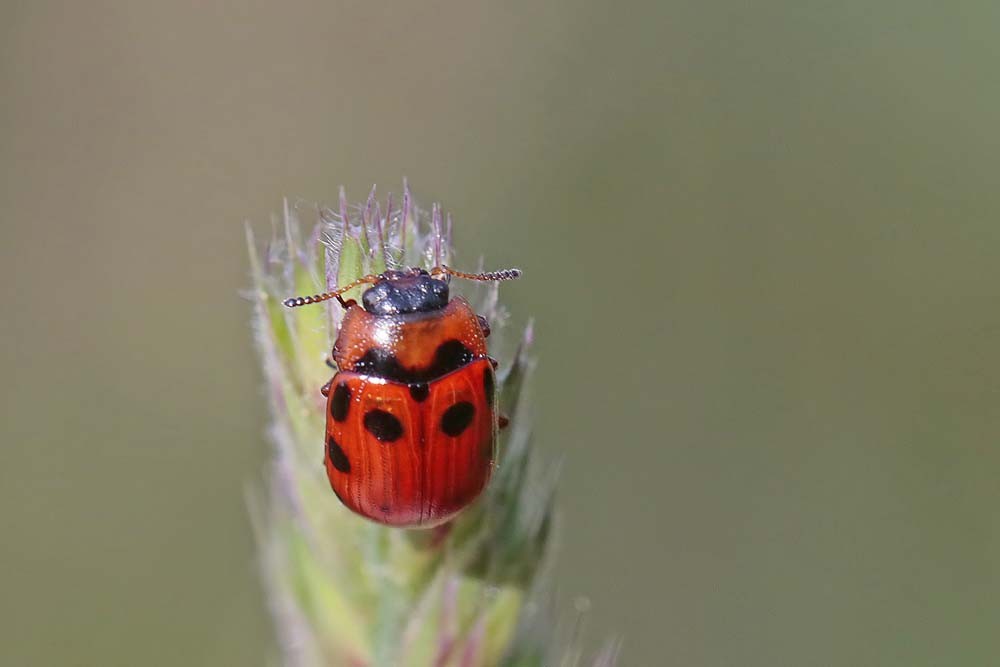 Chrysomèle  Totoro ou  Phytodecte à dix points (Gonioctena decemnotata)