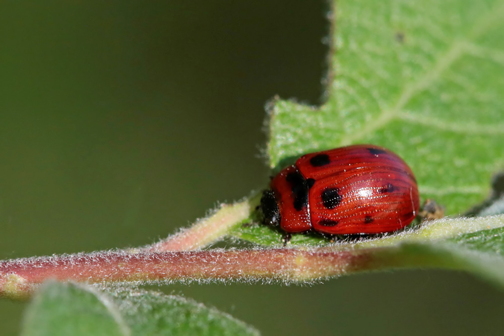 Chrysomèle Phytodecte de l'osier (Gonioctena viminalis)