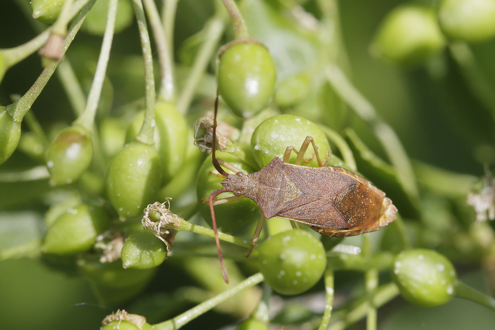 Punaise des noisettes (Gonocerus acuteangulatus)