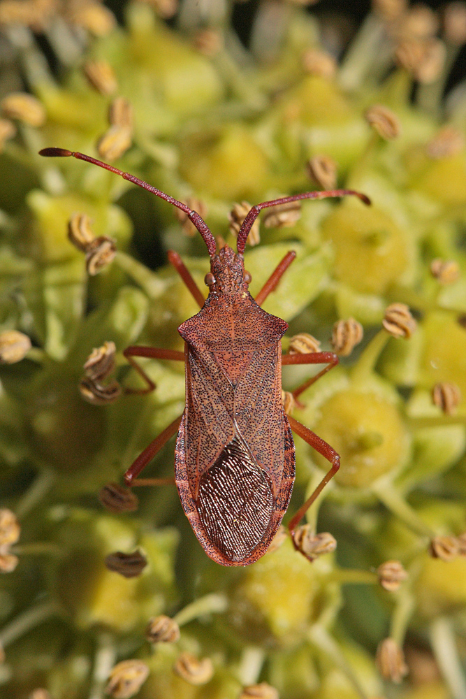 Punaise des noisettes (Gonocerus acuteangulatus)