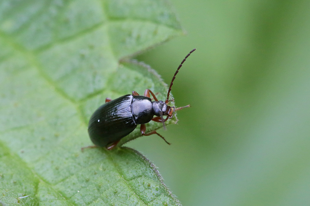 Tenebrion (Gonodera luperus)