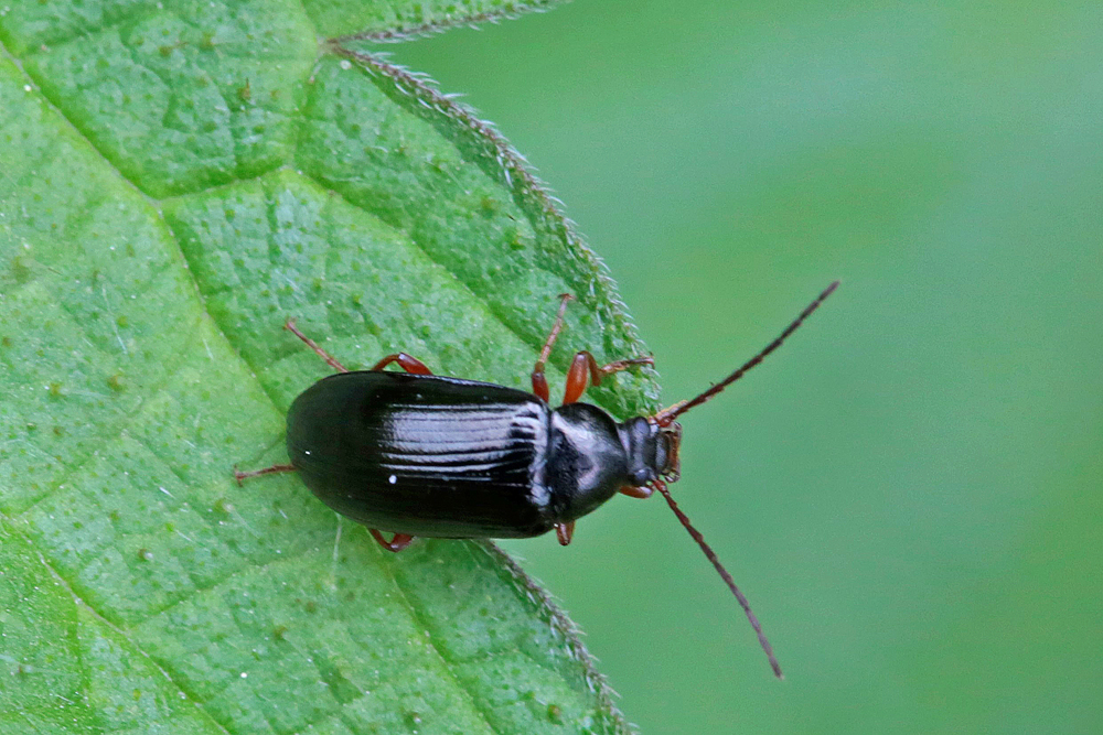 Tenebrion (Gonodera luperus)