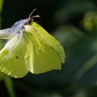 Le Citron (Gonopteryx rhamni)