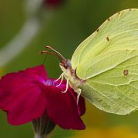 Le Citron (Gonepteryx rhamni)