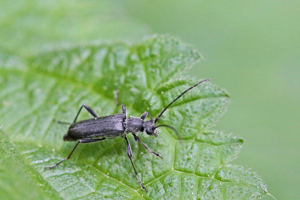 Longicorne Grammoptère (Grammoptera abdominalis)