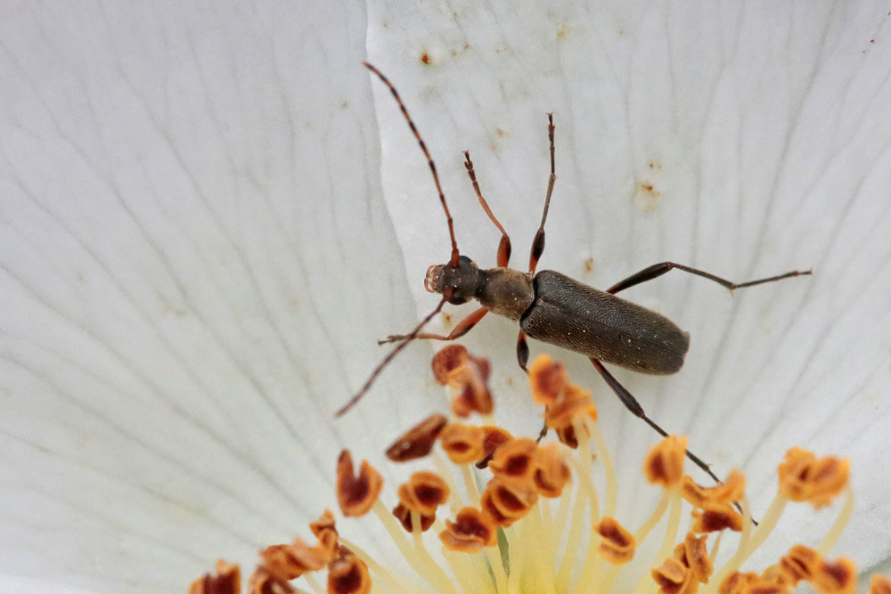 Longicorne Grammoptère roux (Grammoptera ruficornis)